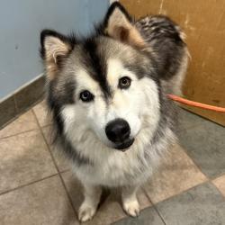 Shelter Stray Male Dog last seen , 4500 N Access Rd, Chattanooga, TN 37415, USA