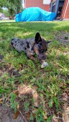 Found/Stray Female Dog last seen Alief park, Houston, TX 77072