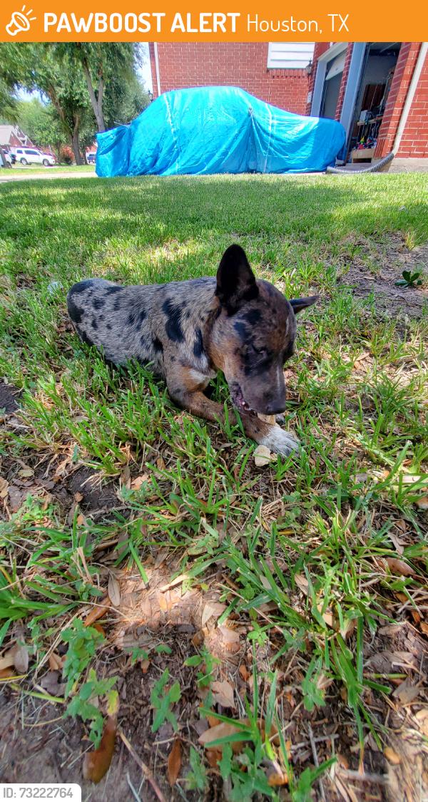 Found/Stray Female Dog last seen Alief park, Houston, TX 77072