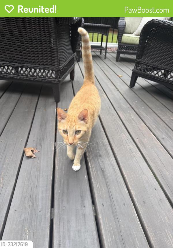 Reunited Unknown Cat last seen Kings Ridge Christian School, Alpharetta, GA 30004
