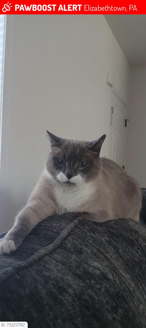Lost Male Cat last seen Ridgefield Dr, Elizabethtown, PA 17022