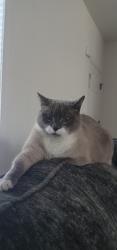 Lost Male Cat last seen Ridgefield Dr, Elizabethtown, PA 17022