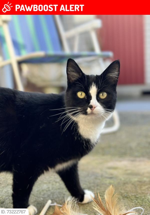 Lost Female Cat last seen Newry, Newry, Mourne and Down, Northern Ireland BT34 2DY