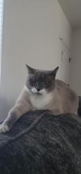 Lost Male Cat last seen Stoney brook, Elizabethtown, PA 17022