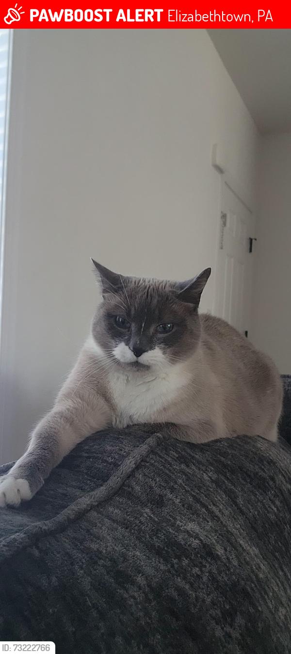 Lost Male Cat last seen Stoney brook, Elizabethtown, PA 17022