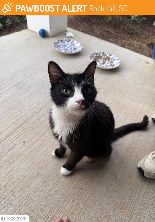 Found/Stray Unknown Cat last seen Constitution Park, Rock Hill, SC 29732