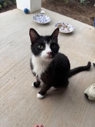 Found/Stray Unknown Cat last seen Constitution Park, Rock Hill, SC 29732