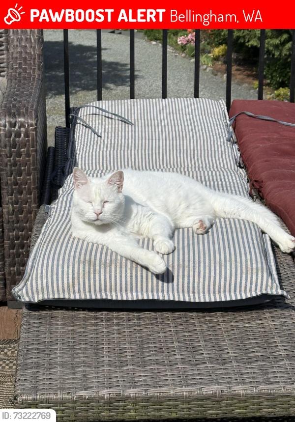 Lost Male Cat last seen Puget, Bellingham, WA 98229