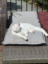 Lost Male Cat last seen Puget, Bellingham, WA 98229