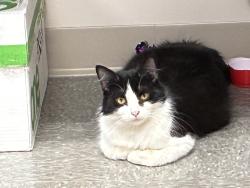 Lost Female Cat last seen Cavanaugh rd, Marcy, NY 13403