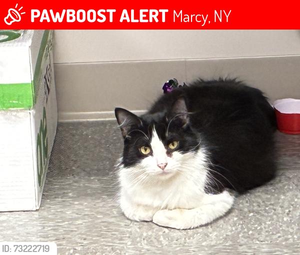 Lost Female Cat last seen Cavanaugh rd, Marcy, NY 13403