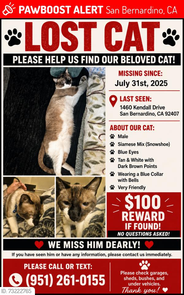Lost Male Cat last seen Little mountain, San Bernardino, CA 92407
