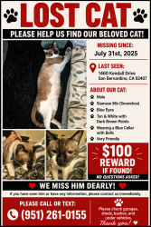 Lost Male Cat last seen Little mountain, San Bernardino, CA 92407