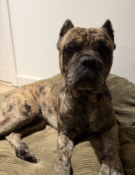 Found/Stray Male Dog last seen Adams and Western, Los Angeles, CA 90018
