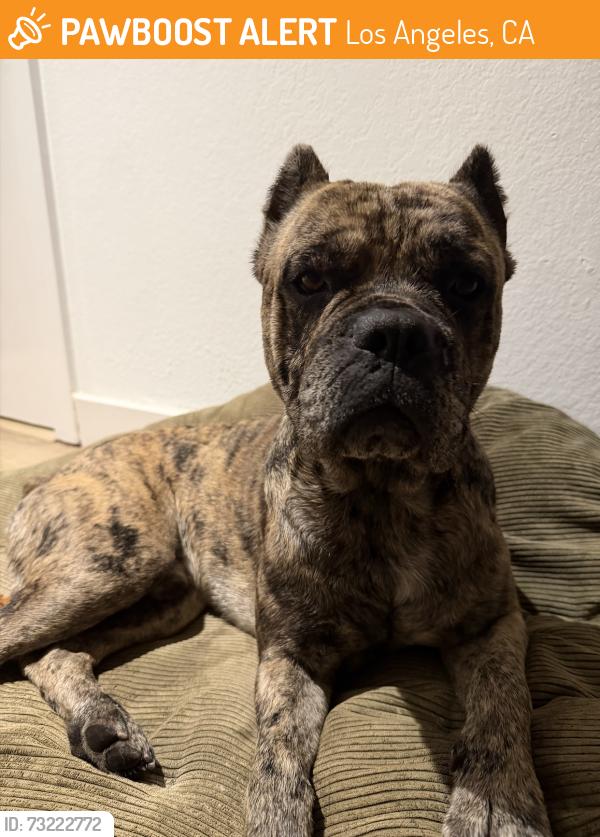 Found/Stray Male Dog last seen Adams and Western, Los Angeles, CA 90018