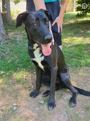 Lost Female Dog last seen Near and pace rd, Paulding County, GA 30141