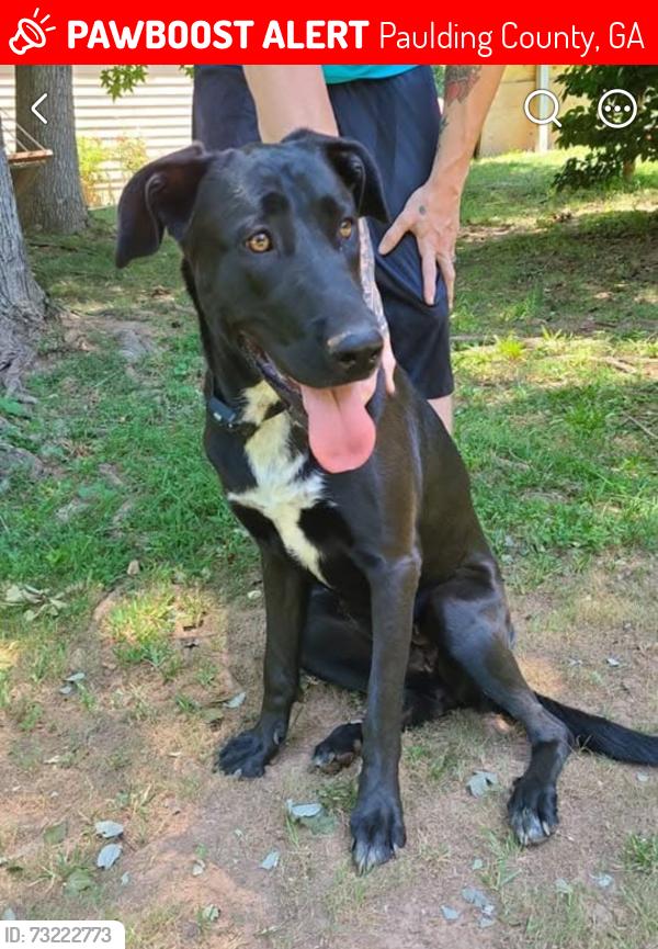 Lost Female Dog last seen Near and pace rd, Paulding County, GA 30141