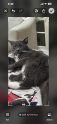 Reunited Male Cat last seen Hidalgo, Irvine, CA 92620