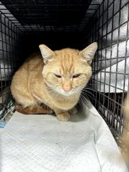 Lost Male Cat last seen Stonewood and Mt Shasta on Westmont in San Pedro, Los Angeles, CA 90731