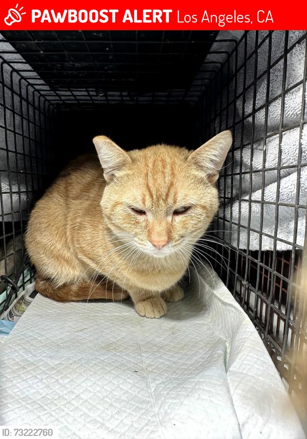 Lost Male Cat last seen Stonewood and Mt Shasta on Westmont in San Pedro, Los Angeles, CA 90731