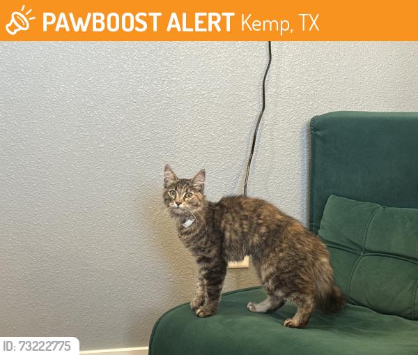 Found/Stray Unknown Cat last seen Hwy 175 in Kemp, TX. Near Cedar Creek Pools, Kemp, TX 75143