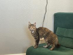 Found/Stray Unknown Cat last seen Hwy 175 in Kemp, TX. Near Cedar Creek Pools, Kemp, TX 75143