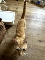 Found/Stray Male Cat last seen Somerset and 28th, Los Angeles, CA 90016