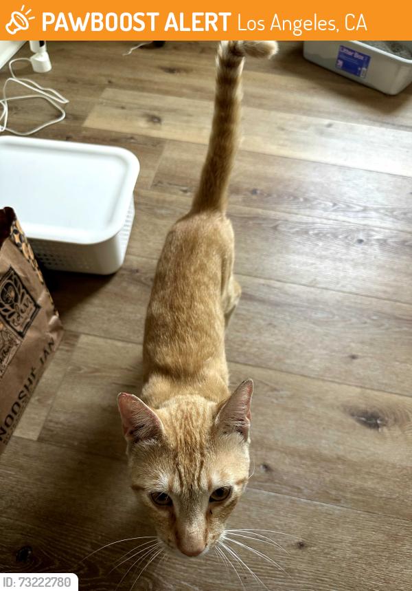 Found/Stray Male Cat last seen Somerset and 28th, Los Angeles, CA 90016