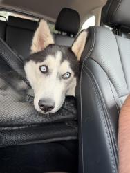Reunited Female Dog last seen Walker rd exit off 217, Beaverton, OR 97005