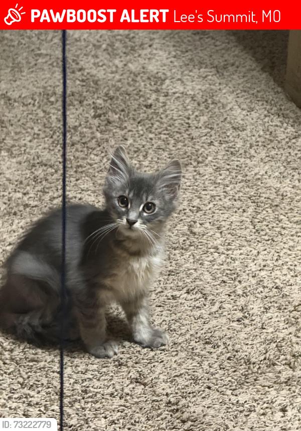 Lost Female Cat last seen Dreamweaver ave across from the lees summit north high school, Lee's Summit, MO 64086