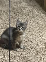 Lost Female Cat last seen Dreamweaver ave across from the lees summit north high school, Lee's Summit, MO 64086