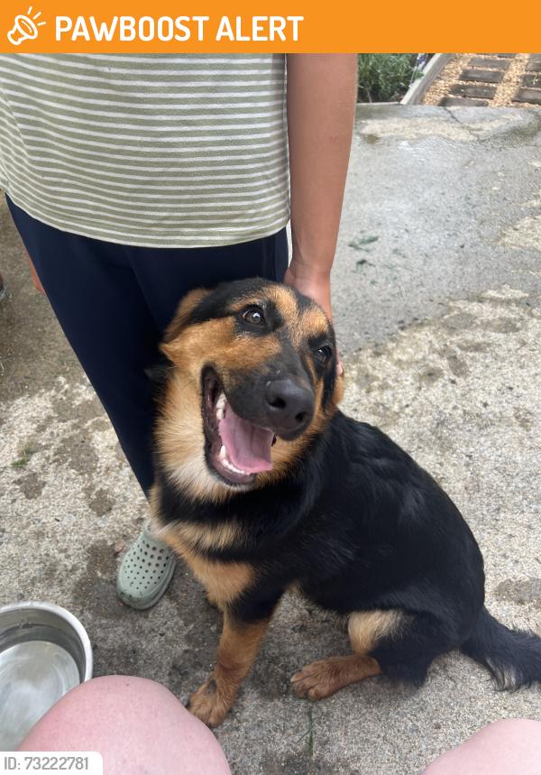 Found/Stray Male Dog last seen bethlehem and Rt 76, Robertson County, TN 37188