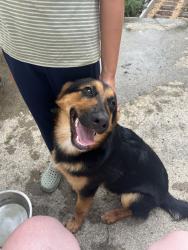 Found/Stray Male Dog last seen bethlehem and Rt 76, Robertson County, TN 37188
