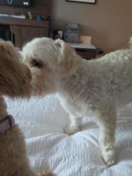 Reunited Female Dog last seen Cassidy place and Lafayette, Staten Island, NY 10301