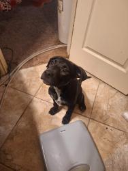 Lost Female Dog last seen Wondering the streets, Mesquite, TX 75181