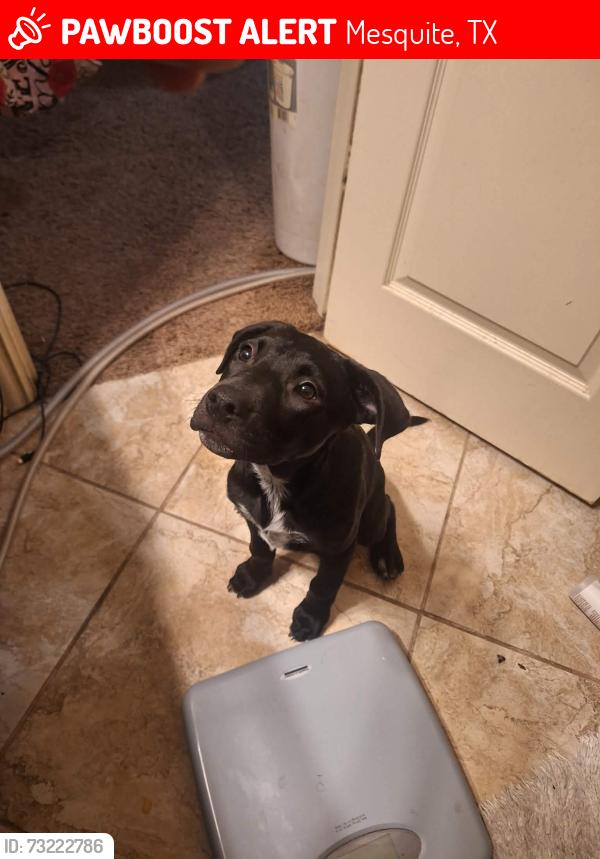 Lost Female Dog last seen Wondering the streets, Mesquite, TX 75181