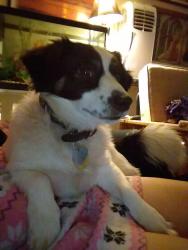 Lost Male Dog last seen Rochester and HWY-24, Topeka, KS 66617