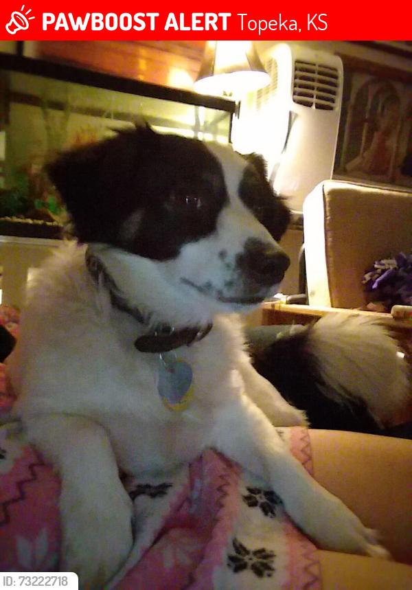 Lost Male Dog last seen Rochester and HWY-24, Topeka, KS 66617