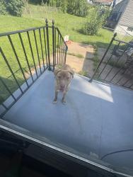Lost Male Dog last seen Tappin dr, Bellefontaine Neighbors, MO 63137