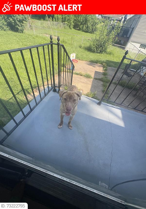 Lost Male Dog last seen Tappin dr, Bellefontaine Neighbors, MO 63137