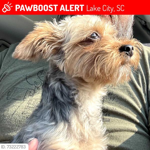 Lost Female Dog last seen main street, Lake City, SC 29560