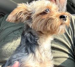 Lost Female Dog last seen main street, Lake City, SC 29560