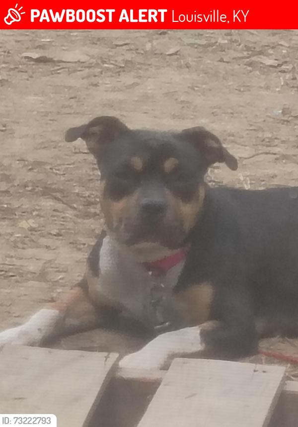 Lost Female Dog last seen Louisville public library, Louisville, KY 40291