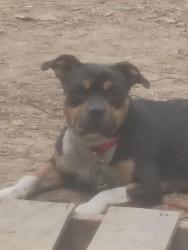 Lost Female Dog last seen Louisville public library, Louisville, KY 40291