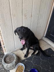 Found/Stray Unknown Dog last seen By city church, San Antonio, TX 78254