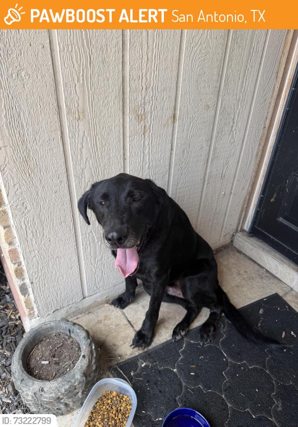Found/Stray Unknown Dog last seen By city church, San Antonio, TX 78254