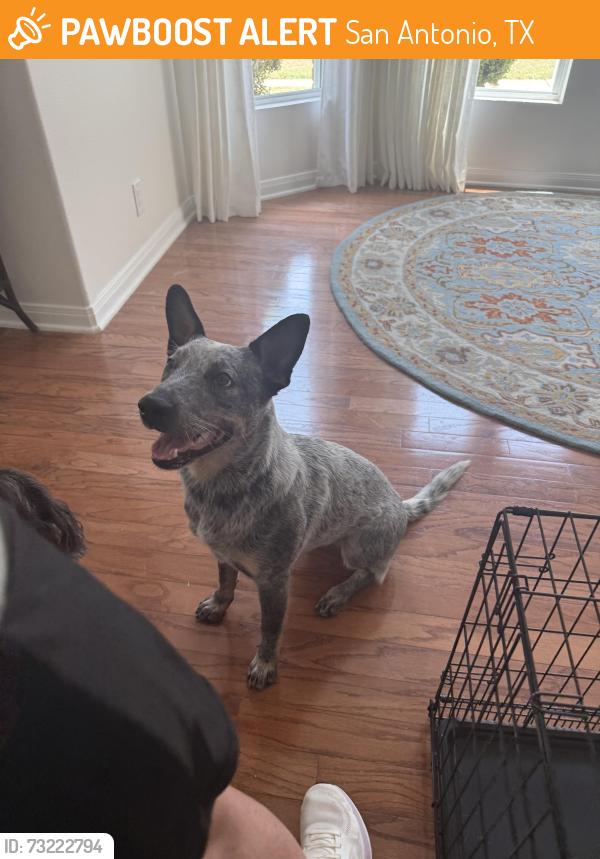 Found/Stray Female Dog last seen Near hunter rock, San Antonio, TX 78230