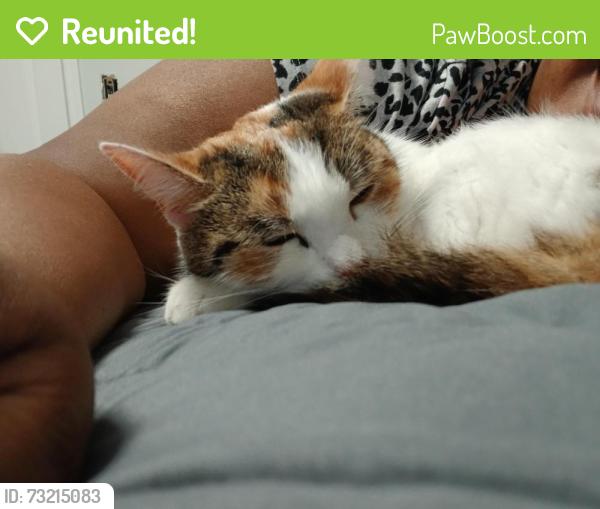Reunited Female Cat last seen MacGregor, west hill rd., westover rd., Stamford, CT 06902