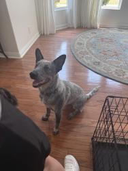 Found/Stray Female Dog last seen Near hunter rock, San Antonio, TX 78230