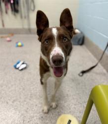 Shelter Stray Male Dog last seen HWY 79, 12155 Park Blvd, Brighton, CO 80601, USA